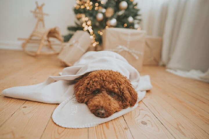 HUNTER Hundedecke Casper